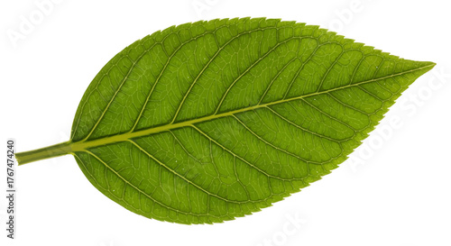 Detailed close-up of a green leaf with visible veins on white background