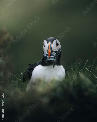 Puffins