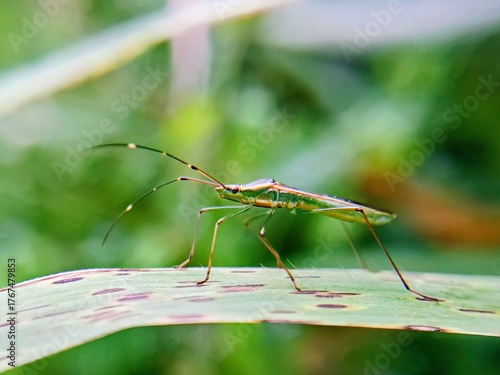 Wallpaper Mural Macro photo of sting grasshopper (Leptocorisa oratorius) on leaf with blurred background, pest.padi Torontodigital.ca