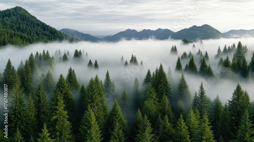 Fototapeta Naklejka Na Ścianę i Meble -  Dense evergreen forest shrouded in morning fog, creating serene and mystical atmosphere