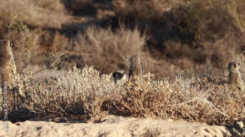Meerkat basking in the morning sun in South Africa