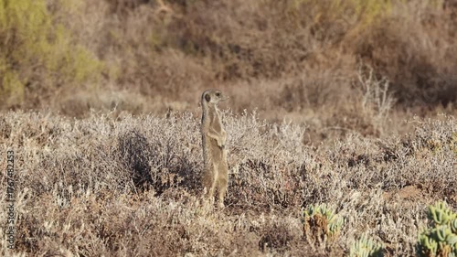 Meerkat basking in the morning sun in South Africa