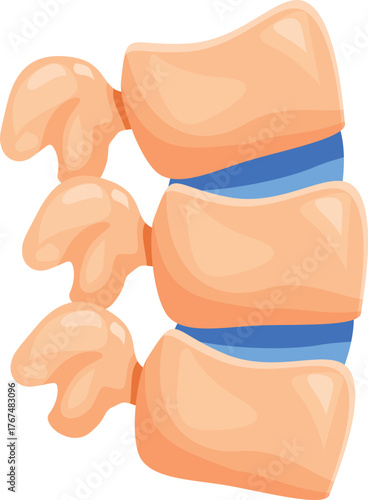 Intervertebral discs cushioning vertebrae, ensuring flexibility and shock absorption for healthy posture