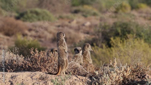 Meerkat basking in the morning sun in South Africa