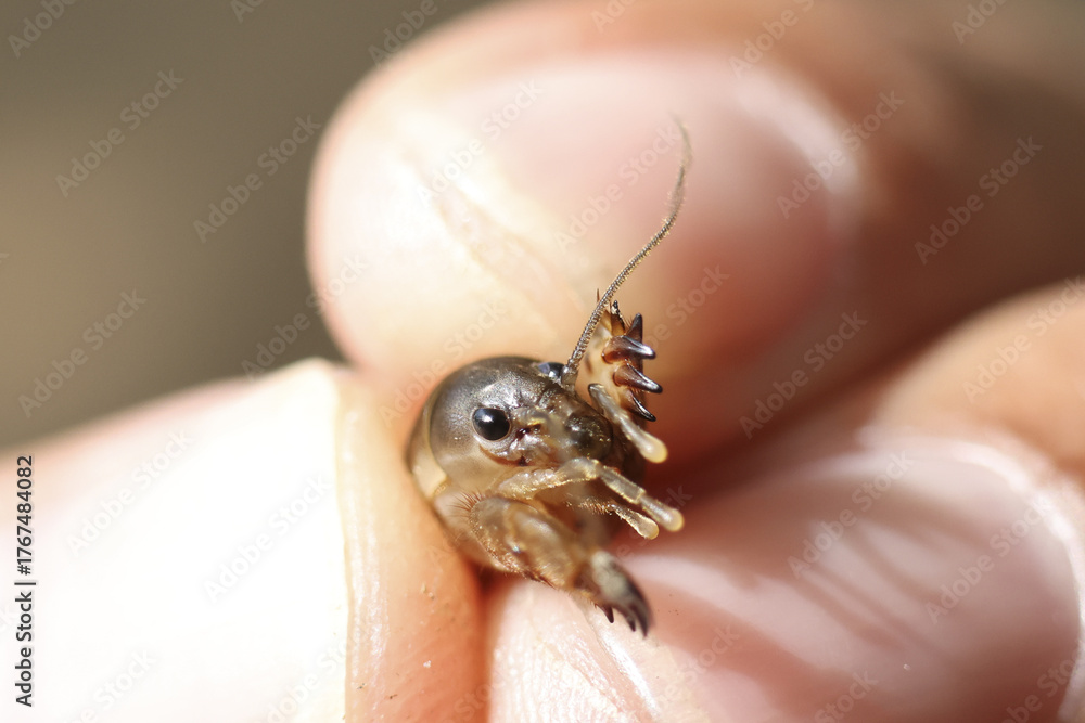 Obraz premium Fragile tiny newborn insect, baby cricket nymph held on human finger. delicate macro photograph of small creature representing new life, innocence, and wonder