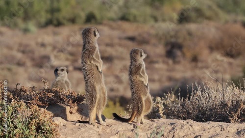 Meerkat basking in the morning sun in South Africa