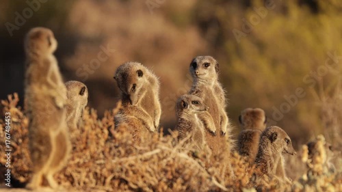 Meerkat basking in the morning sun in South Africa