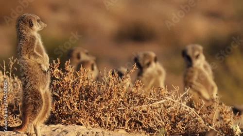 Meerkat basking in the morning sun in South Africa