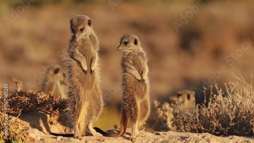 Meerkat basking in the morning sun in South Africa