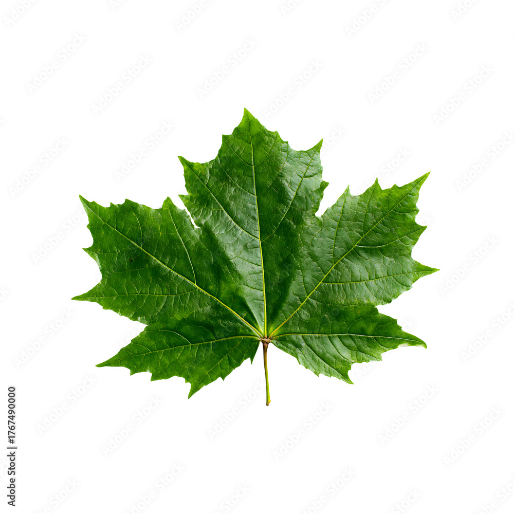 Fototapeta premium Single Green Maple Leaf on Black Background green leaf