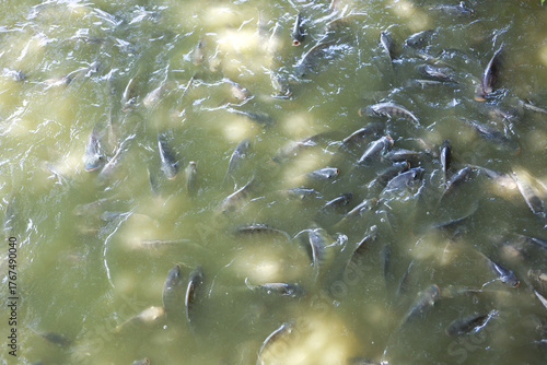 Abundant school of fish swimming in murky green water of pond. teeming scene of aquatic life in an aquaculture farm, creating lively and dynamic view from above