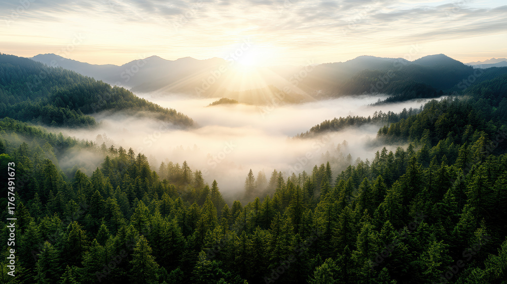 Obraz premium Breathtaking sunrise over misty forest hills, illuminating landscape with golden rays