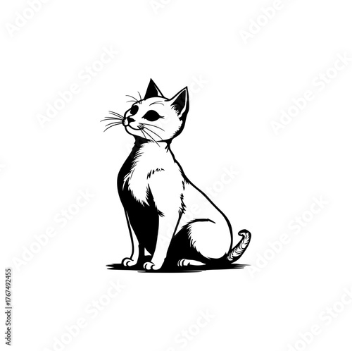 black cat on white background