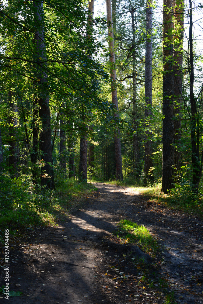 Fototapeta premium Sunlit Forest Path in Summer Woods vertical photo