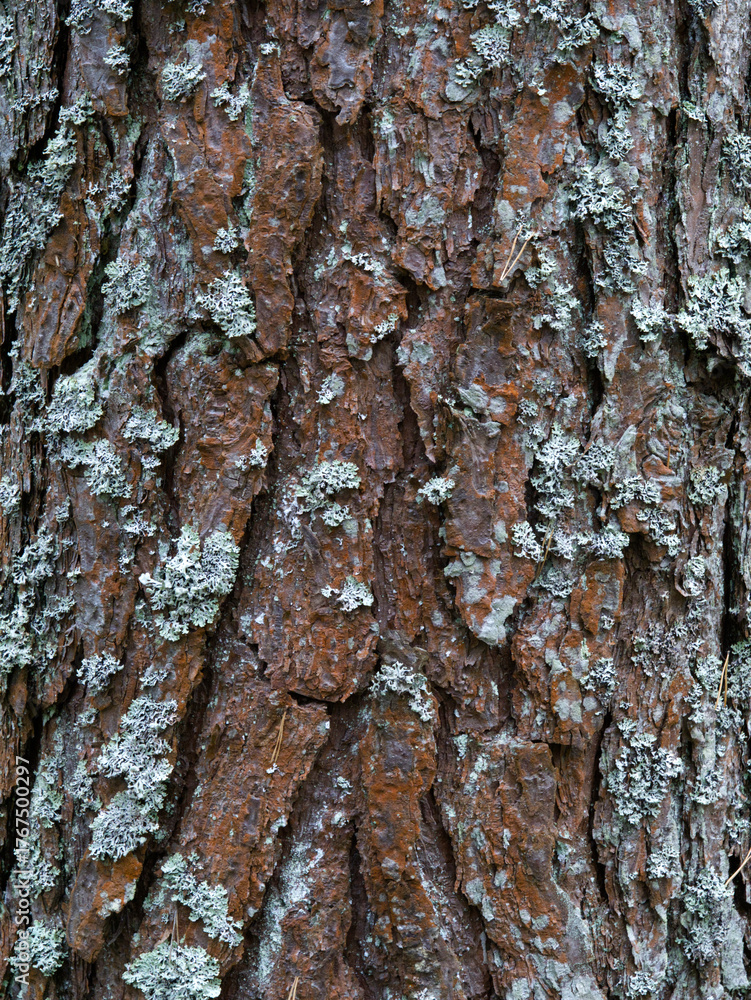 Obraz premium Pine tree bark texture background. Close up view.