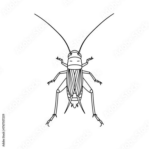 Simple Line Drawing of a Cricket in Profile View