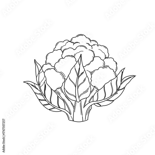 Detailed Line Art Illustration of a Head of Broccoli