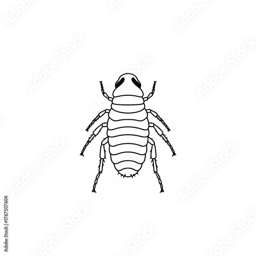 Detailed Line Drawing of a Flat Insect