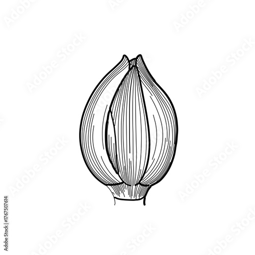 Detailed Black and White Botanical Illustration of a Garlic Bulb