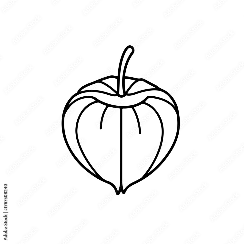 Fototapeta premium Delicate Physalis Outline: A Detailed Botanical Illustration of a Goldenberry