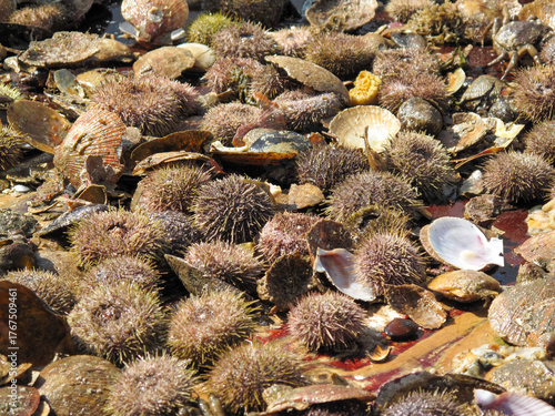 Sea shells and urchins en masse