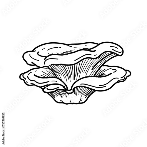 Detailed Black and White Illustration of Oyster Mushrooms, Edible Fungi