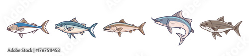 Multiple cobia fish drawings showcasing different poses and angles