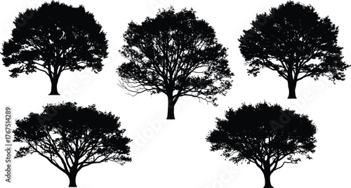 Deciduous tree silhouette vector illustration, black and white, branching canopy styles, nature theme, forest icon set, botanical graphic, landscape design