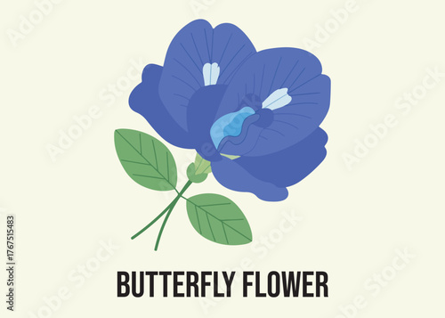 Illustration of a vibrant blue butterfly pea flower with green leaves, isolated on a light background.