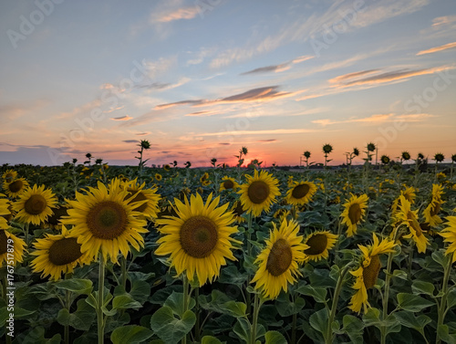 sunflower field in the sunset