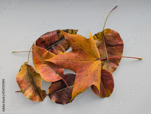 autumn leaves on a white background