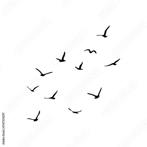 A flock of flying silhouette birds. Black on white