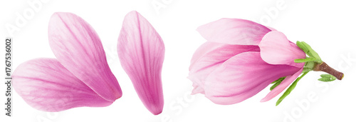 Pink magnolia flower petal isolated on white background with full depth of field. Top view. Flat lay