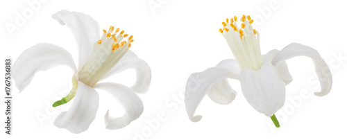 citrus flower isolated on white background