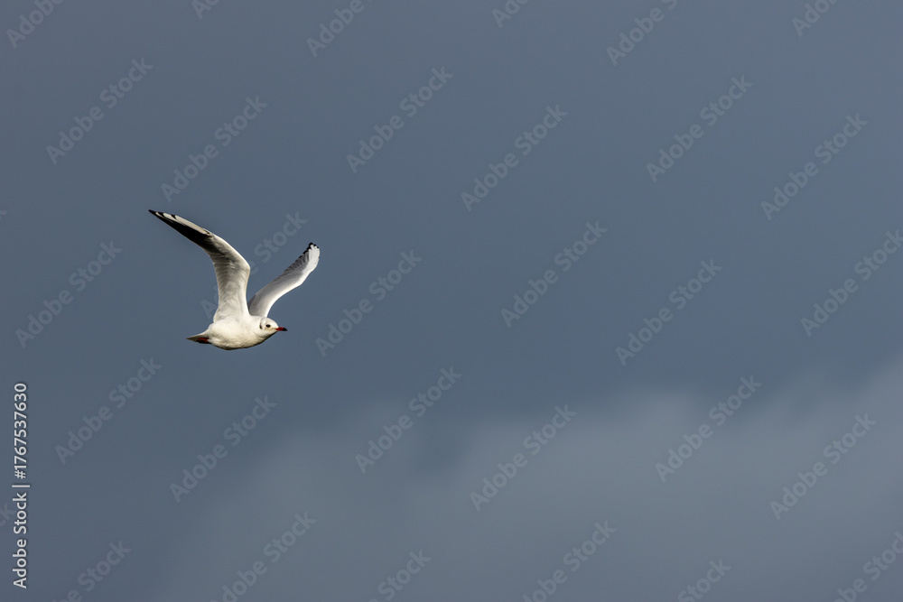 Fototapeta premium Black?headed Gull (Chroicocephalus?ridibundus) at Bull?Island Dublin Bay — common in wetlands and coasts