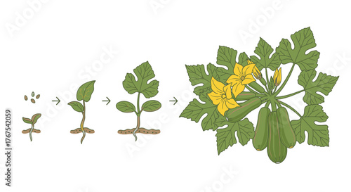 Zucchini life cycle botanical illustration showing plant development from seeds to mature fruiting