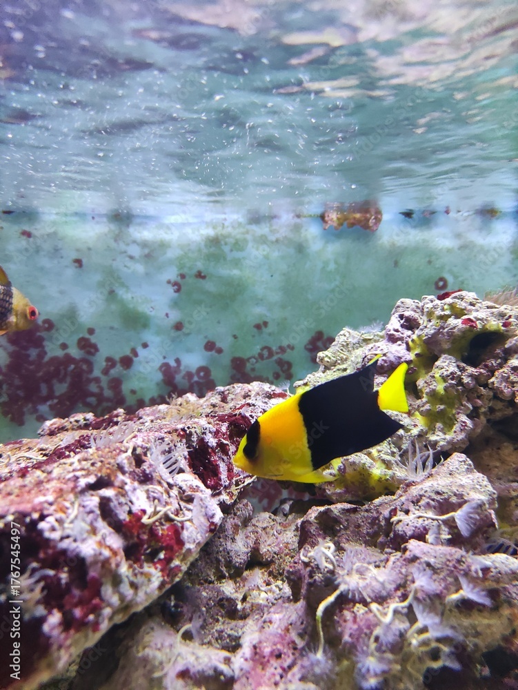 Fototapeta premium Yellow black fish among corals