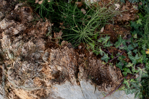 Old tree stump with green leaves growing around remains of a rotten tree in forest