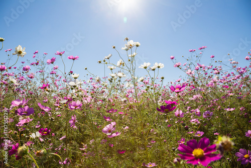 Field of summer cosmos still going strong on a bright sunny autumn day.