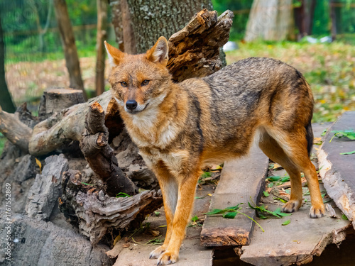 European golden jackals