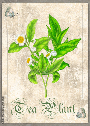Hand Drawn Botanical Card of Tea Plant