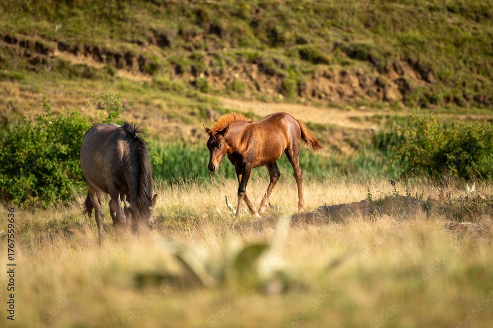Fototapeta premium Wild Mountain Horse on a Hillside