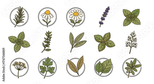 Collection of 15 hand-drawn botanical illustrations of various herbs and plants, including rosemary, chamomile, lavender, mint, basil, sage, dill, parsley, and fennel, presented in a clean, modern