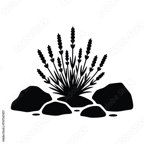 Silhouette of lavender plant growing among rocks