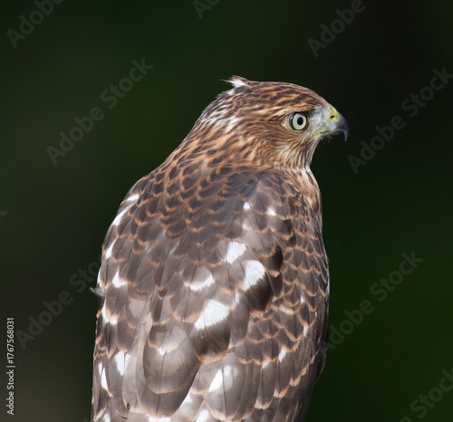 Majestic hawk with beautiful feathers 