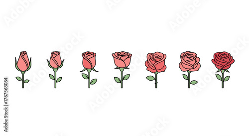 The life cycle of a rose, depicted in a series of seven stylized illustrations showing the progression from bud to full bloom, set against a stark black background, symbolizing growth and natural