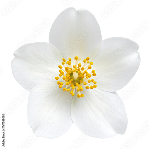 Isolated top-down view of a white, five-petaled flower with a yellow central cluster