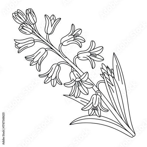 Detailed line drawing of a hyacinth flower branch
