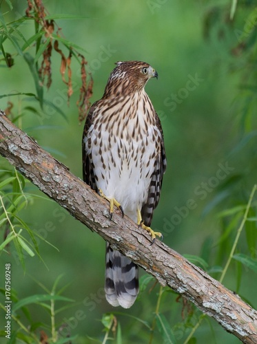 Hawk sitting on a branch with a green background 