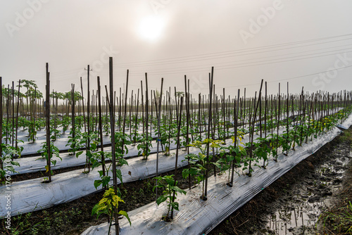 Sunrise over young chili pepper plants with wooden stakes and plastic mulch in rural farm field